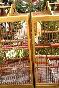 Burung Kenari Bertengkar