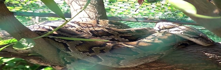 Dulahazra Safari Park Chittagong Coxs Bazar Bangladesh