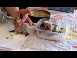 Feeding time for baby Conure Parrots -- 4 weeks old