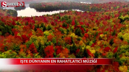 Dünyanın en rahatlayıcı müziği