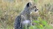 African elephant teaches curious cheetah cubs a lesson - BBC wildlife