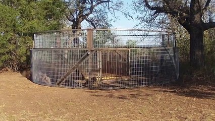 The Boar Buster Hog Trap