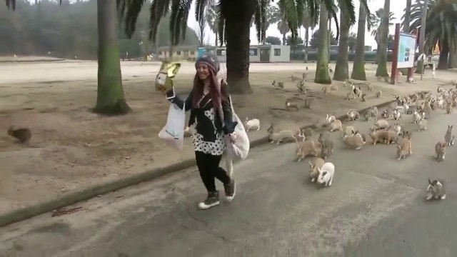 Feeding The Rabbits