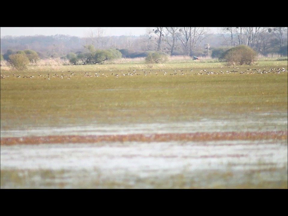 Marais du Lac de Grand Lieu Le: 06/04/2015  N°2