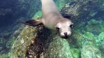 Swimming with Galapagos Sea Lions thru a GoPro Hero3 HD