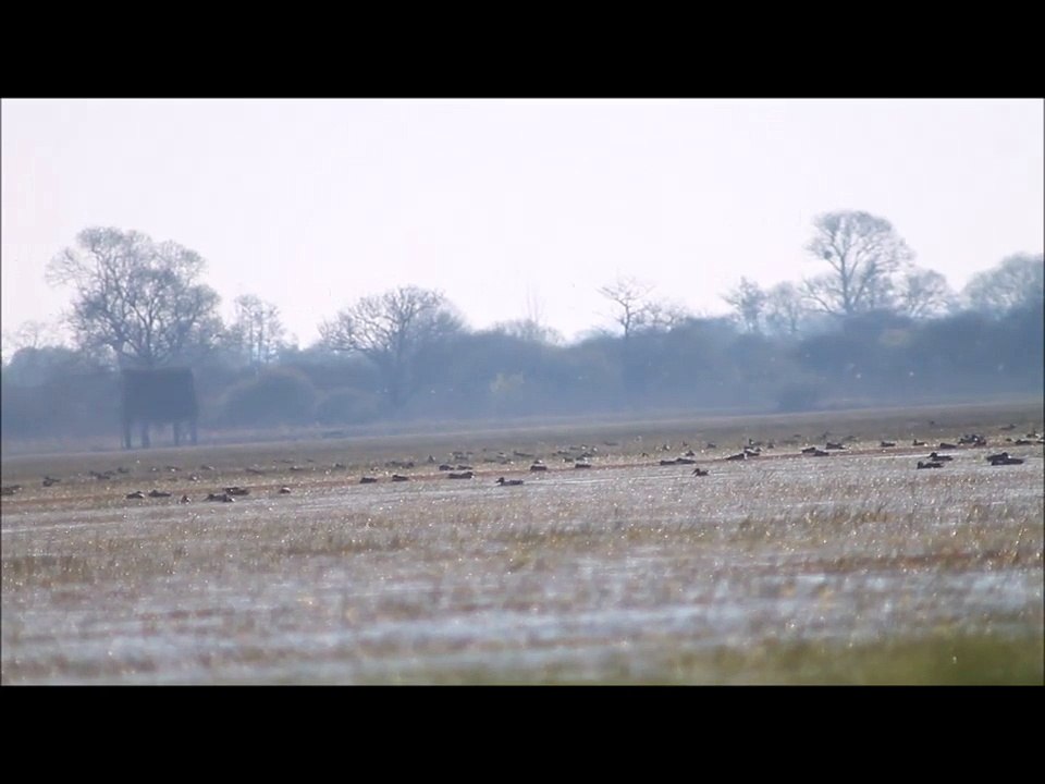Marais du Lac de Grand Lieu Le: 06/04/2015  N°3