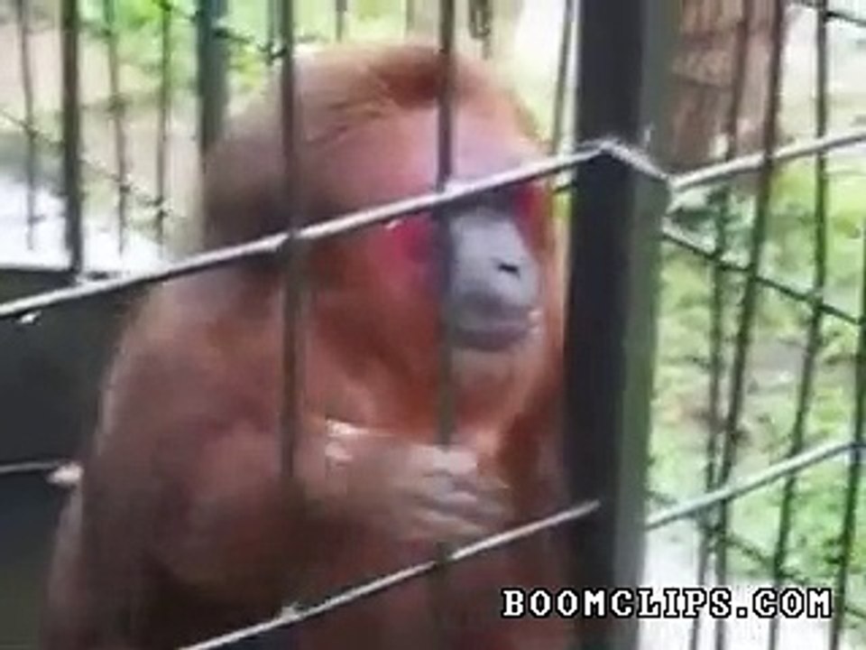 monkey_devours_bananas
