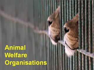 Animal Welfare Organisations