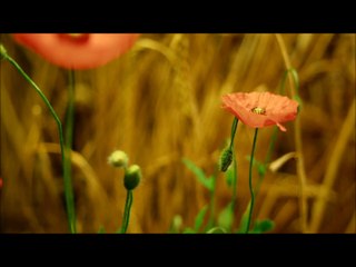 Le chant du pénitent ( Révélation d'Arès 30/11 )