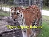 Tigers helping Bobcats! - Big Cat TV