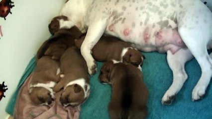 33ème vidéo des chiots de la 19ème portée de Staffordland