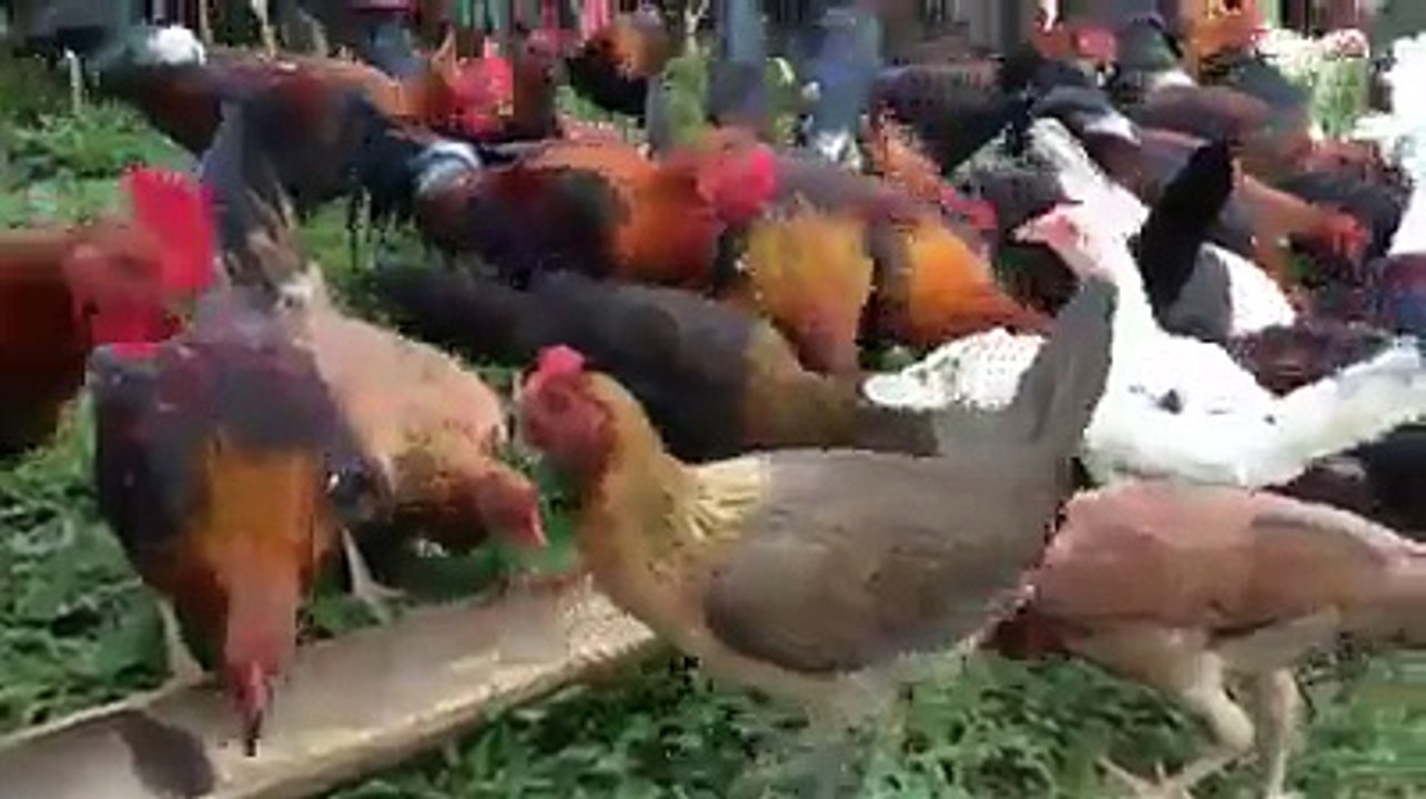 Tavuk ve Horoz Çiftliği