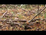 Forêt et changement climatique