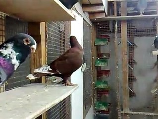 Suriyeden Filo Kuşları 2015