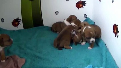 35ème vidéo des chiots de la 19ème portée de Staffordland
