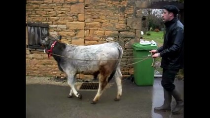 Dressage d'un jeune boeuf Gascon en solo Manziat (01) au printemps 2015