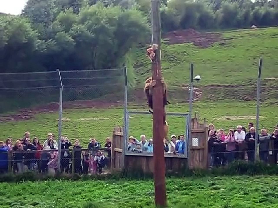 Lion can do anything - Watch this