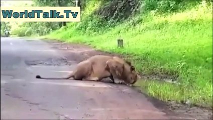 Man VS Lion - Amazing