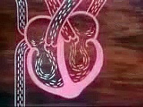 Free Anatomy Animation Of The Human Heart - Physiology Video Course