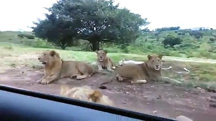 OMG !!! Can Lion open the car door ___ Amazing