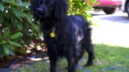 Animal Habitats Remix