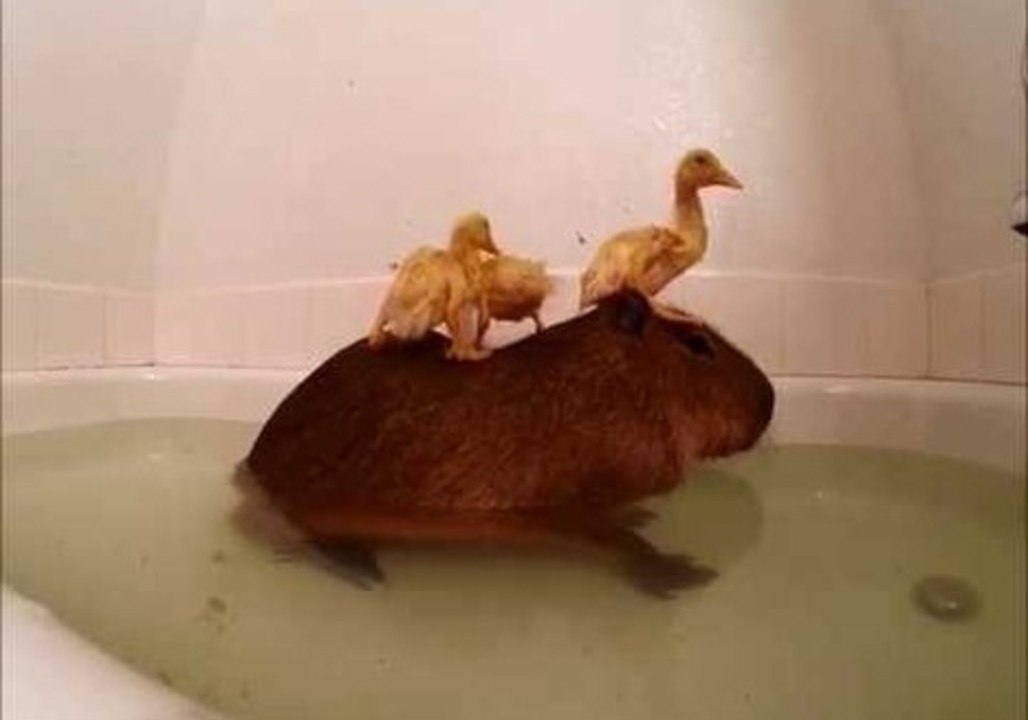 Ducklings Use Capybara as Perch During Bathtime