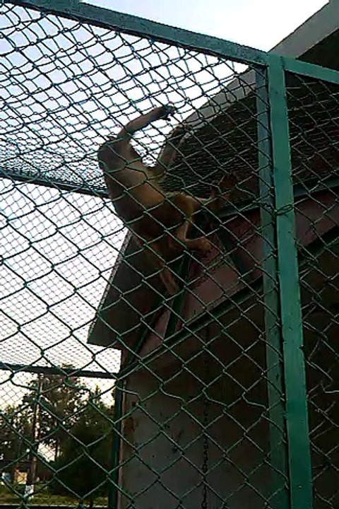 monkey