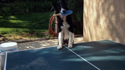 Conoce al perro que juega ping pong como un profesional