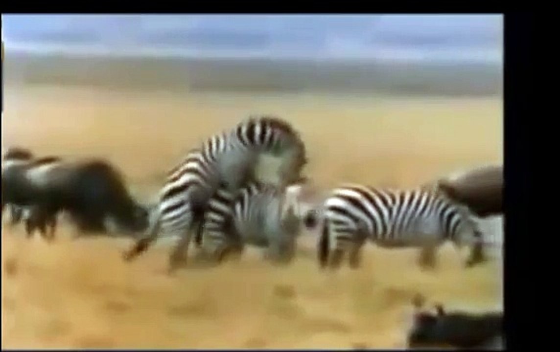 Funny Animal Videos - Fun-Animal-Sex 2015