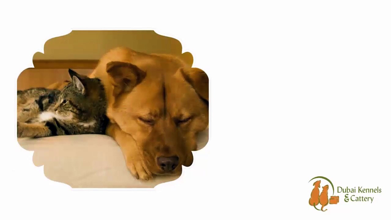 DKC: Presenting The Best Pet Care Services