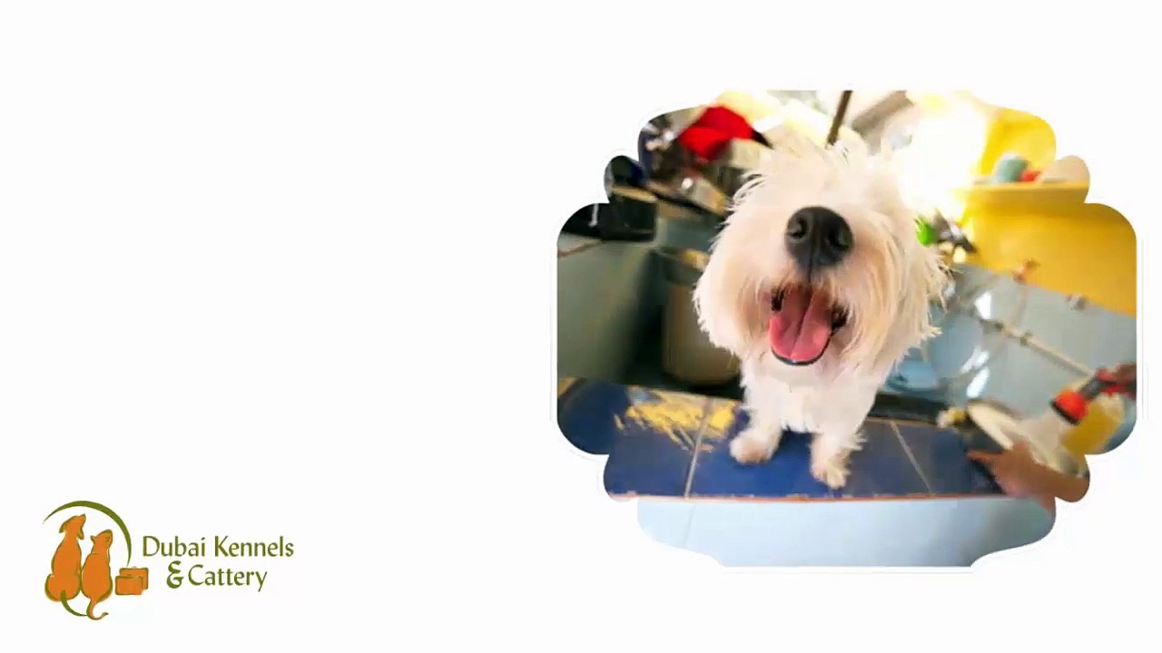 Make Pets Healthier And Happier With DKC