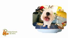 Make Pets Healthier And Happier With DKC