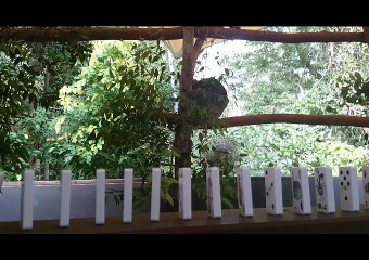 don't wake the sleeping Koala chain