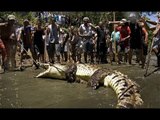 Costa Rica: Una tradición mueve a un pueblo a atrapar a un cocodrilo sin más que sus manos y una red