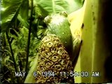 Bees gathering pollen on the aroid Urospatha in Costa Rica