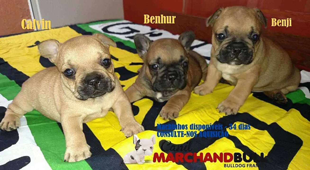 Filhotes Disponíveis -  Machinhos 40Dias