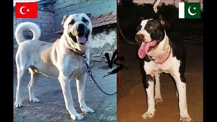 Kangal (Turkey DOG ) -Vs- Bully Kutta(Paki) -Dog Fight CONTEST