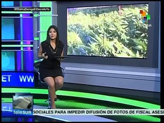 En Uruguay se roban las plantas legales de marihuana y las revenden