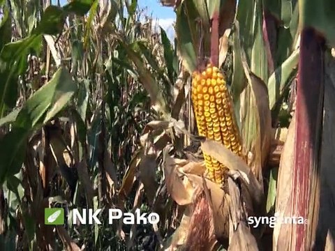 Hibridi za uspeh: NK Pako, NK Helico i NK Sycora_394_04.04.2015.