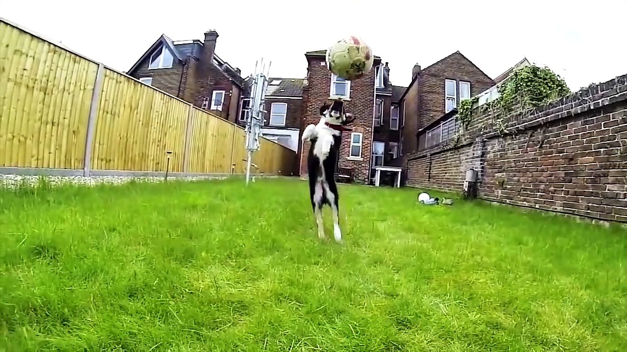 Fails de chiens