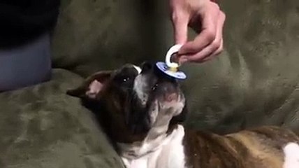 Un chien avec une tétine de bébé