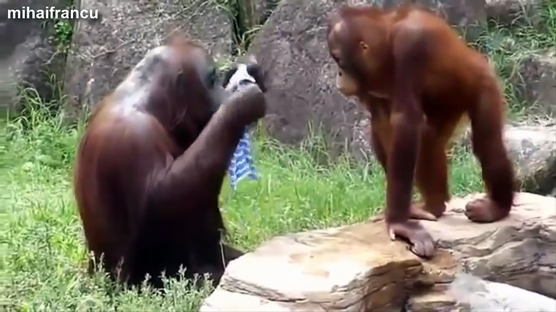 ⁣Funny Pets And Animal - Funny Animal Videos 2015