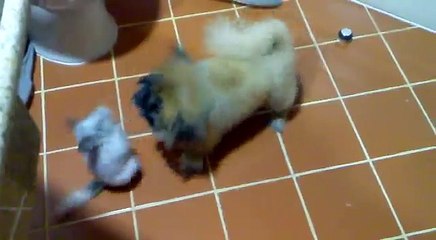 my funny pets, chinchilla attacks dog