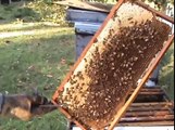 Beekeeping: FLOW HIVE vs Traditional Hive.