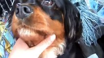 Dog Lost for 22 Months Reunites with his Owners Heartwarming Video
