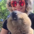 Selfie avec un quokka heureux :)