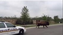 Police Pursue Escaped Bison in Chase Caught on Video