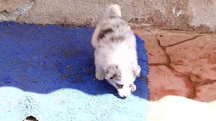 Mafalda's Border Collie - Cachorros Hada , machos y hembras blue-merle