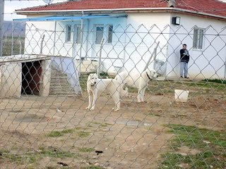Sivrihisar Akbaş Çoban Köpeği