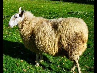 Berceuse - Les moutons blancs (Karaoké)